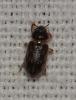 Heterocerus sp.
